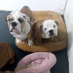 English Bulldog Central Llc