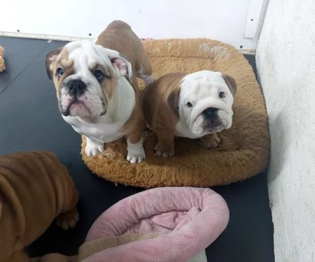 English Bulldog Central Llc