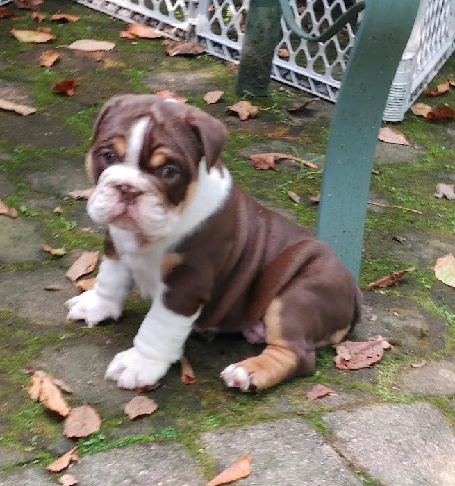 English Bulldog Central Llc Picture 6