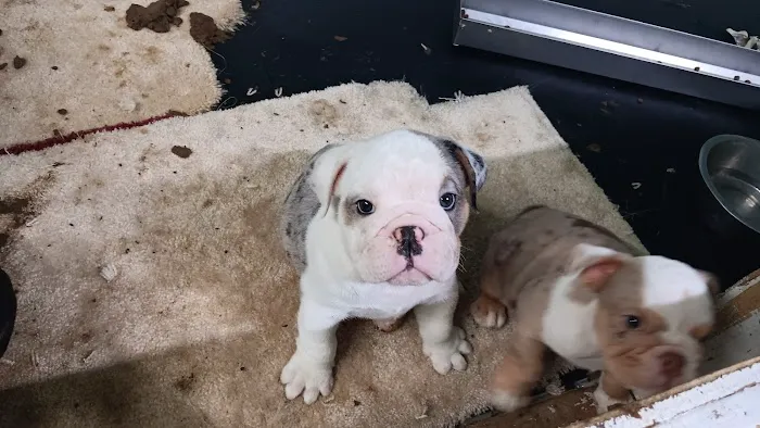 English Bulldog Central Llc Picture 4
