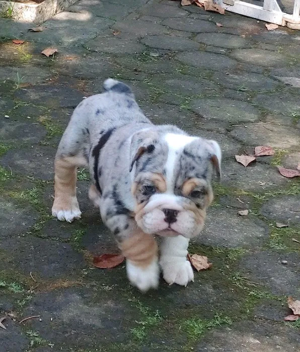 English Bulldog Central Llc Picture 9