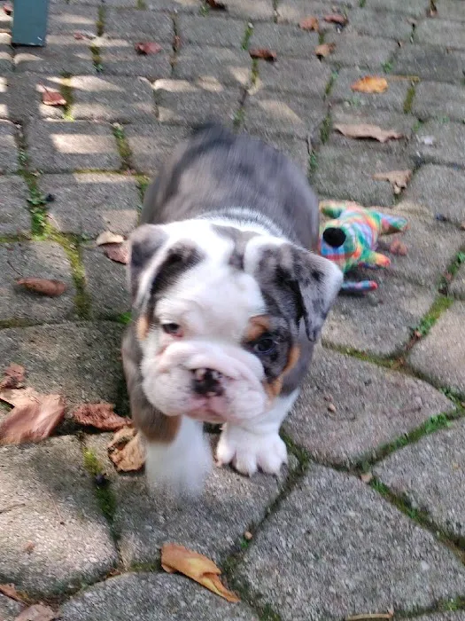 English Bulldog Central Llc Picture 10