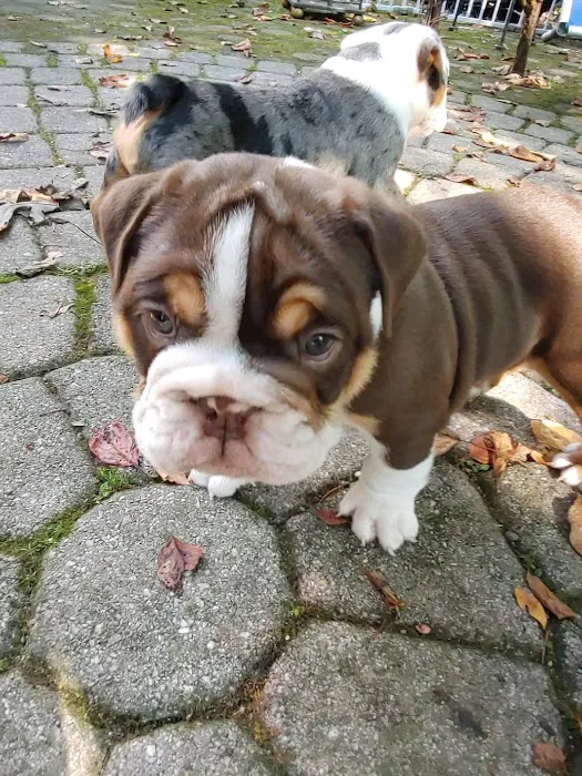 English Bulldog Central Llc Picture 5