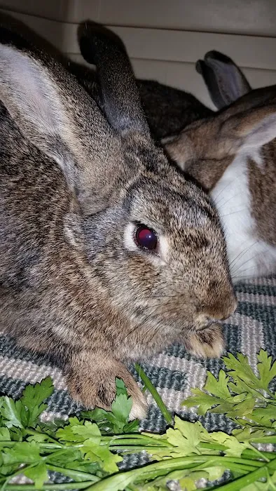 Warner Avenue Animal Hospital Picture 7