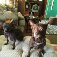 Warner Avenue Animal Hospital ico
