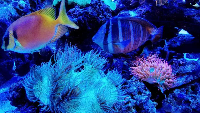 Sofishticated Aquatics Picture 10