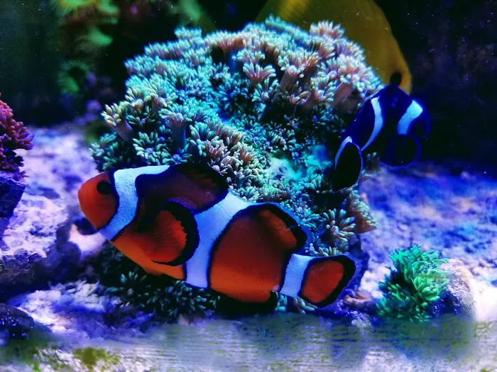 Sofishticated Aquatics Picture 5
