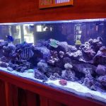 Sofishticated Aquatics