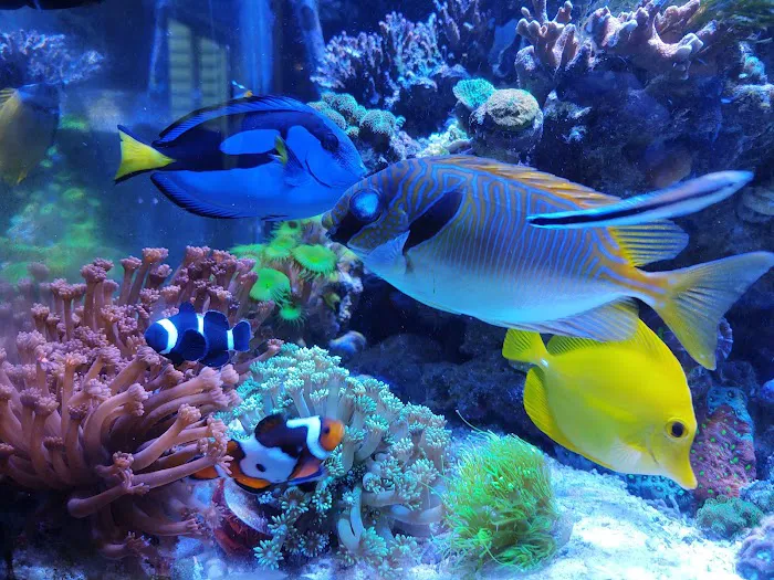 Sofishticated Aquatics Picture 2