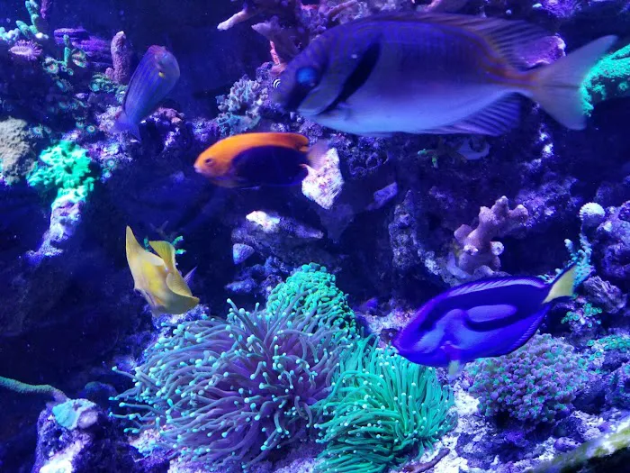 Sofishticated Aquatics Picture 9