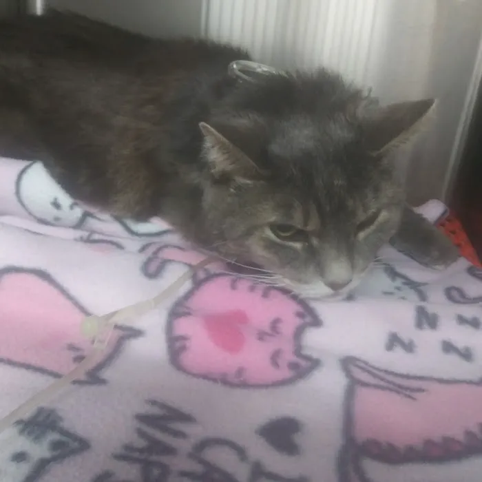 Beach Boulevard Pet Hospital Picture 8
