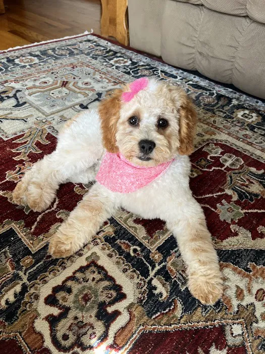 Pretty paws grooming salon Picture 10