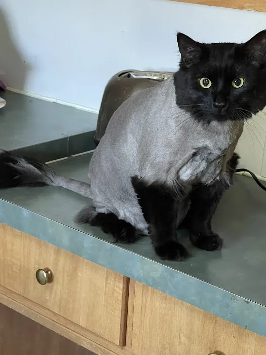 Pretty paws grooming salon Picture 5