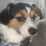 Pretty paws grooming salon