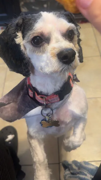 Pretty paws grooming salon Picture 4