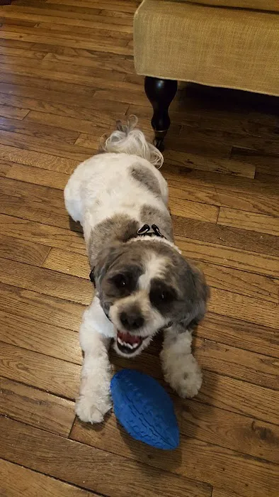 Pretty paws grooming salon Picture 9