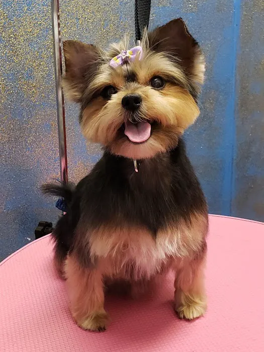 Pretty paws grooming salon Picture 3
