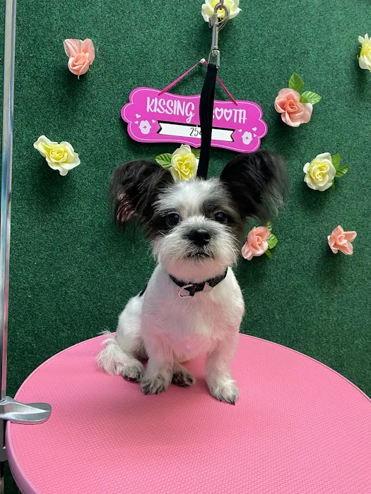 Pretty paws grooming salon Picture 6