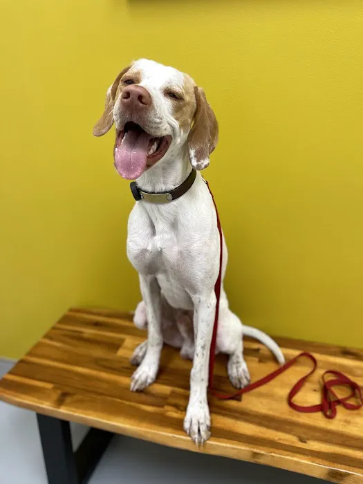 Healthier Pet Veterinary Care Picture 7