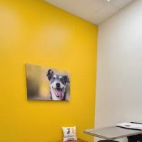 Healthier Pet Veterinary Care ico