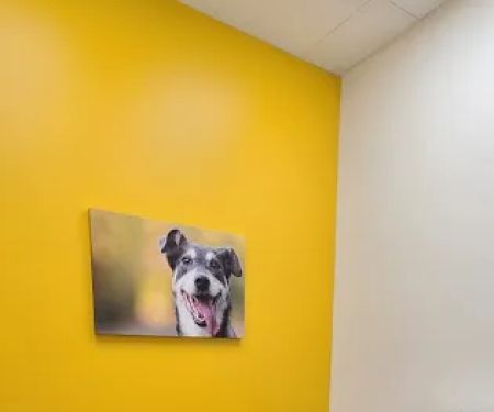 Healthier Pet Veterinary Care