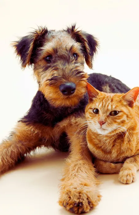 Healthier Pet Veterinary Care Picture 8