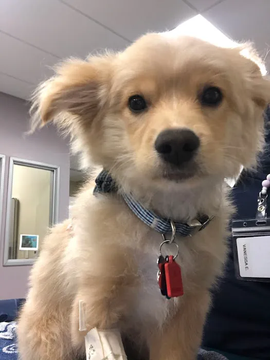 VCA West Coast Specialty and Emergency Animal Hospital Picture 4