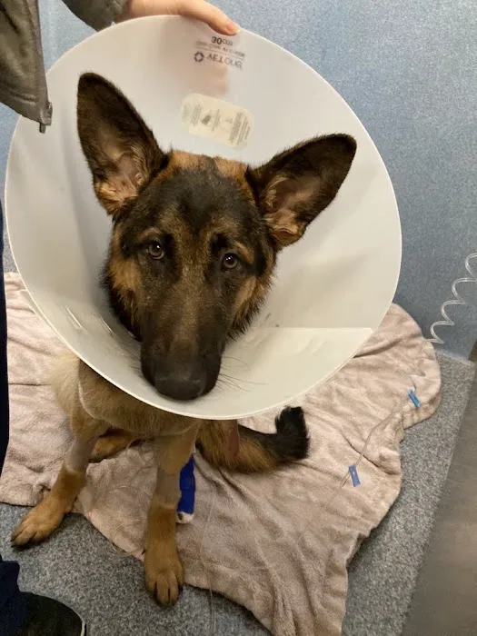 VCA West Coast Specialty and Emergency Animal Hospital Picture 8