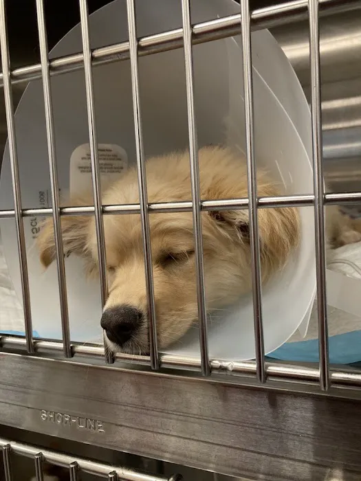 VCA West Coast Specialty and Emergency Animal Hospital Picture 5
