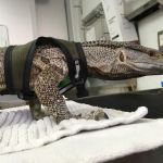 South Coast Pet Hospital