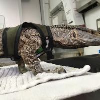 South Coast Pet Hospital ico