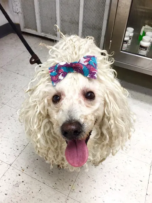 South Coast Pet Hospital Picture 7