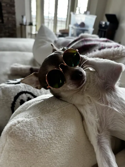 Howls and Meows Barkery Picture 1