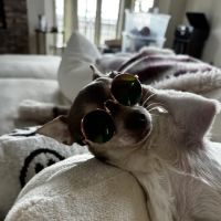 Howls and Meows Barkery ico
