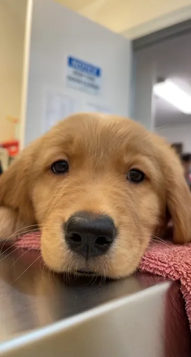 Brook-Ellis Pet Hospital Picture 8