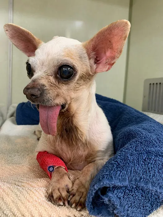 Brook-Ellis Pet Hospital Picture 9