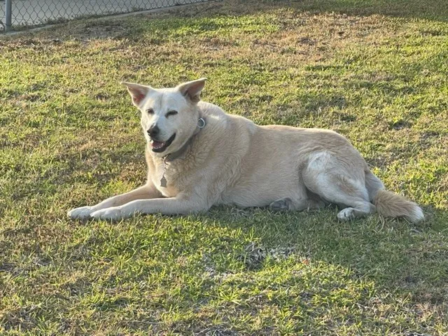 Brook-Ellis Pet Hospital Picture 5