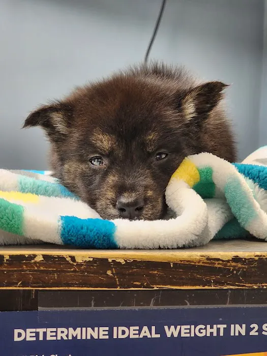 Santa Ana Veterinary Hospital Picture 4