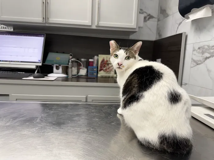 Santa Ana Veterinary Hospital Picture 3