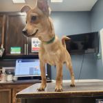 Santa Ana Veterinary Hospital