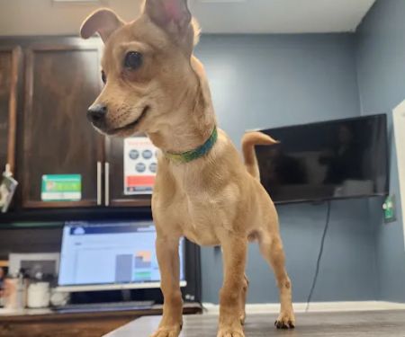 Santa Ana Veterinary Hospital