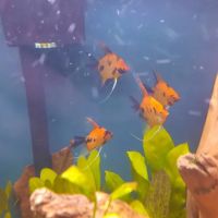 Angelfishpro.com ico