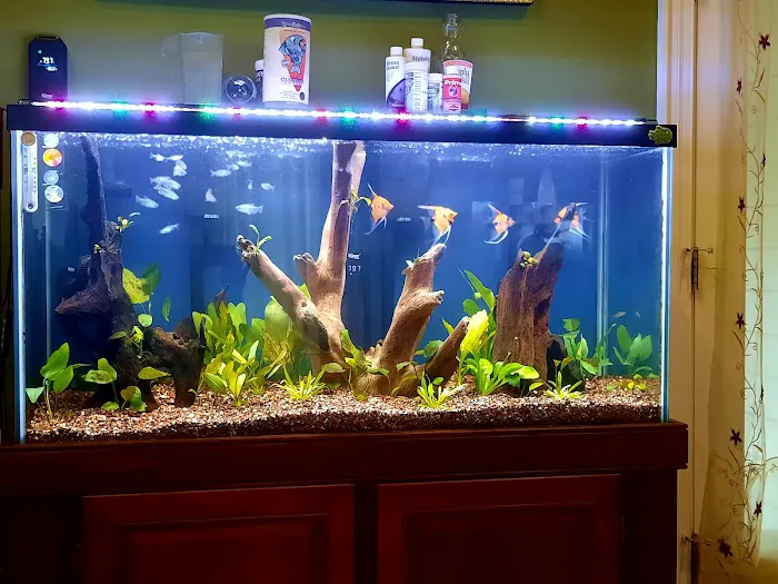 Angelfishpro.com Picture 5