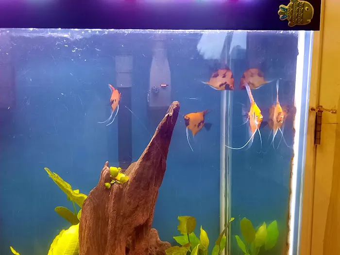 Angelfishpro.com Picture 2