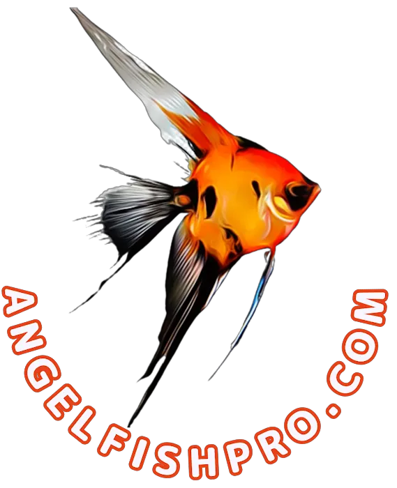 Angelfishpro.com Picture 8