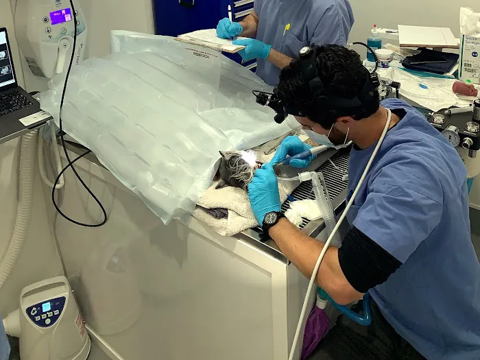 Pet Dental Solutions Picture 9