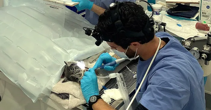 Pet Dental Solutions Picture 6
