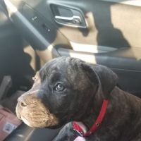 Petco ico