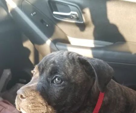 Petco