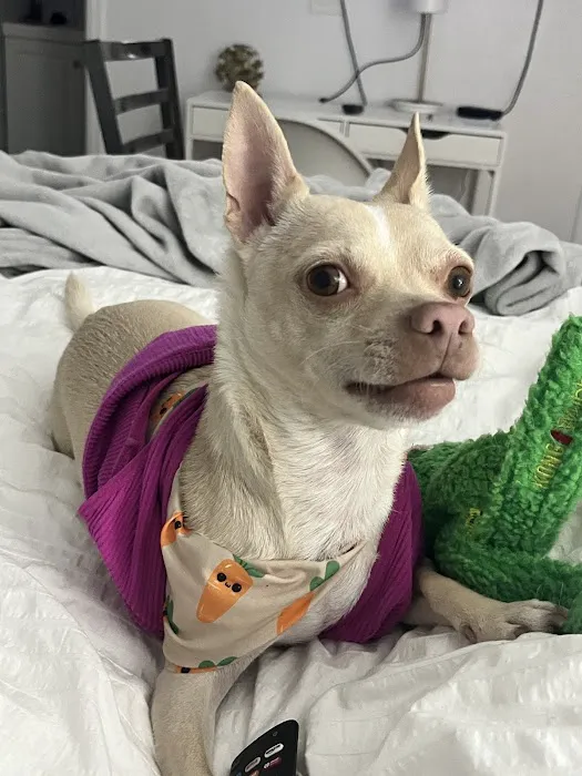 Qualified Pet Dental Picture 5